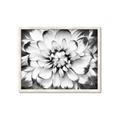 Picture of Black and White Flower _GroupedProduct_Rectangle_Landscape_Photography _GroupedProduct_Rectangle_Landscape_Framed_Matted_