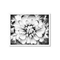 Picture of Black and White Flower _GroupedProduct_Rectangle_Landscape_Photography _GroupedProduct_Rectangle_Landscape_Framed_Matted_