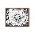 Picture of Black and White Flower _GroupedProduct_Rectangle_Landscape_Photography _GroupedProduct_Rectangle_Landscape_Framed_Matted_