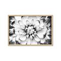 Picture of Black and White Flower _GroupedProduct_Rectangle_Landscape_Photography _GroupedProduct_Rectangle_Landscape_Framed_Matted_