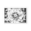 Picture of Black and White Flower _GroupedProduct_Rectangle_Landscape_Photography _GroupedProduct_Rectangle_Landscape_Framed_Matted_