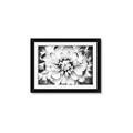 Picture of Black and White Flower _GroupedProduct_Rectangle_Landscape_Photography _GroupedProduct_Rectangle_Landscape_Framed_Matted_