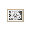 Picture of Black and White Flower _GroupedProduct_Rectangle_Landscape_Photography _GroupedProduct_Rectangle_Landscape_Framed_Matted_