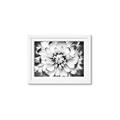 Picture of Black and White Flower _GroupedProduct_Rectangle_Landscape_Photography _GroupedProduct_Rectangle_Landscape_Framed_Matted_