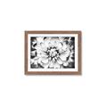 Picture of Black and White Flower _GroupedProduct_Rectangle_Landscape_Photography _GroupedProduct_Rectangle_Landscape_Framed_Matted_