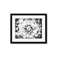 Picture of Black and White Flower _GroupedProduct_Rectangle_Landscape_Photography _GroupedProduct_Rectangle_Landscape_Framed_Matted_