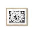 Picture of Black and White Flower _GroupedProduct_Rectangle_Landscape_Photography _GroupedProduct_Rectangle_Landscape_Framed_Matted_
