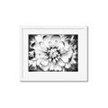 Picture of Black and White Flower _GroupedProduct_Rectangle_Landscape_Photography _GroupedProduct_Rectangle_Landscape_Framed_Matted_