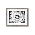 Picture of Black and White Flower _GroupedProduct_Rectangle_Landscape_Photography _GroupedProduct_Rectangle_Landscape_Framed_Matted_