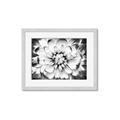 Picture of Black and White Flower _GroupedProduct_Rectangle_Landscape_Photography _GroupedProduct_Rectangle_Landscape_Framed_Matted_