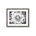 Picture of Black and White Flower _GroupedProduct_Rectangle_Landscape_Photography _GroupedProduct_Rectangle_Landscape_Framed_Matted_