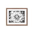 Picture of Black and White Flower _GroupedProduct_Rectangle_Landscape_Photography _GroupedProduct_Rectangle_Landscape_Framed_Matted_