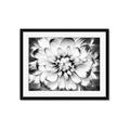 Picture of Black and White Flower _GroupedProduct_Rectangle_Landscape_Photography _GroupedProduct_Rectangle_Landscape_Framed_Matted_