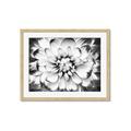 Picture of Black and White Flower _GroupedProduct_Rectangle_Landscape_Photography _GroupedProduct_Rectangle_Landscape_Framed_Matted_