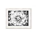 Picture of Black and White Flower _GroupedProduct_Rectangle_Landscape_Photography _GroupedProduct_Rectangle_Landscape_Framed_Matted_