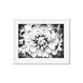 Picture of Black and White Flower _GroupedProduct_Rectangle_Landscape_Photography _GroupedProduct_Rectangle_Landscape_Framed_Matted_