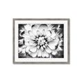 Picture of Black and White Flower _GroupedProduct_Rectangle_Landscape_Photography _GroupedProduct_Rectangle_Landscape_Framed_Matted_