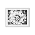 Picture of Black and White Flower _GroupedProduct_Rectangle_Landscape_Photography _GroupedProduct_Rectangle_Landscape_Framed_Matted_