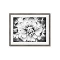 Picture of Black and White Flower _GroupedProduct_Rectangle_Landscape_Photography _GroupedProduct_Rectangle_Landscape_Framed_Matted_