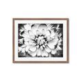 Picture of Black and White Flower _GroupedProduct_Rectangle_Landscape_Photography _GroupedProduct_Rectangle_Landscape_Framed_Matted_