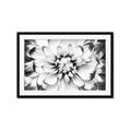 Picture of Black and White Flower _GroupedProduct_Rectangle_Landscape_Photography _GroupedProduct_Rectangle_Landscape_Framed_Matted_