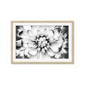Picture of Black and White Flower _GroupedProduct_Rectangle_Landscape_Photography _GroupedProduct_Rectangle_Landscape_Framed_Matted_