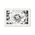 Picture of Black and White Flower _GroupedProduct_Rectangle_Landscape_Photography _GroupedProduct_Rectangle_Landscape_Framed_Matted_