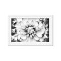 Picture of Black and White Flower _GroupedProduct_Rectangle_Landscape_Photography _GroupedProduct_Rectangle_Landscape_Framed_Matted_