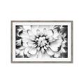 Picture of Black and White Flower _GroupedProduct_Rectangle_Landscape_Photography _GroupedProduct_Rectangle_Landscape_Framed_Matted_