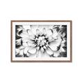 Picture of Black and White Flower _GroupedProduct_Rectangle_Landscape_Photography _GroupedProduct_Rectangle_Landscape_Framed_Matted_