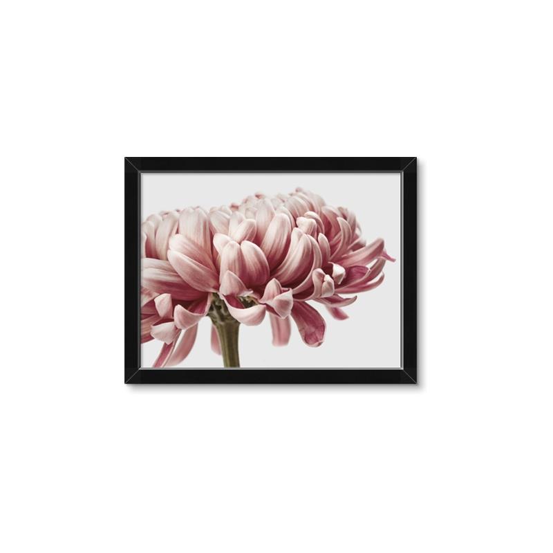 Picture of Flower isolated _GroupedProduct_Rectangle_Landscape_Photography _GroupedProduct_Rectangle_Landscape_Framed_Matted_