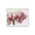Picture of Flower isolated _GroupedProduct_Rectangle_Landscape_Photography _GroupedProduct_Rectangle_Landscape_Framed_Matted_