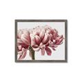 Picture of Flower isolated _GroupedProduct_Rectangle_Landscape_Photography _GroupedProduct_Rectangle_Landscape_Framed_Matted_