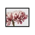 Picture of Flower isolated _GroupedProduct_Rectangle_Landscape_Photography _GroupedProduct_Rectangle_Landscape_Framed_Matted_