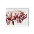 Picture of Flower isolated _GroupedProduct_Rectangle_Landscape_Photography _GroupedProduct_Rectangle_Landscape_Framed_Matted_
