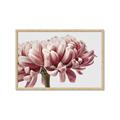 Picture of Flower isolated _GroupedProduct_Rectangle_Landscape_Photography _GroupedProduct_Rectangle_Landscape_Framed_Matted_