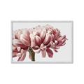 Picture of Flower isolated _GroupedProduct_Rectangle_Landscape_Photography _GroupedProduct_Rectangle_Landscape_Framed_Matted_