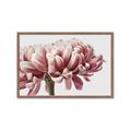 Picture of Flower isolated _GroupedProduct_Rectangle_Landscape_Photography _GroupedProduct_Rectangle_Landscape_Framed_Matted_