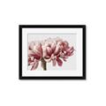 Picture of Flower isolated _GroupedProduct_Rectangle_Landscape_Photography _GroupedProduct_Rectangle_Landscape_Framed_Matted_
