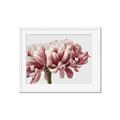 Picture of Flower isolated _GroupedProduct_Rectangle_Landscape_Photography _GroupedProduct_Rectangle_Landscape_Framed_Matted_