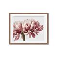Picture of Flower isolated _GroupedProduct_Rectangle_Landscape_Photography _GroupedProduct_Rectangle_Landscape_Framed_Matted_