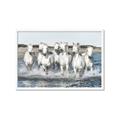 Picture of White Horses _GroupedProduct_Rectangle_Landscape_Photography _GroupedProduct_Rectangle_Landscape_Framed_Matted_