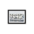 Picture of White Horses _GroupedProduct_Rectangle_Landscape_Photography _GroupedProduct_Rectangle_Landscape_Framed_Matted_