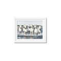 Picture of White Horses _GroupedProduct_Rectangle_Landscape_Photography _GroupedProduct_Rectangle_Landscape_Framed_Matted_