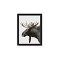 Picture of Moose _GroupedProduct_Rectangle_Portrait_Photography _GroupedProduct_Rectangle_Portrait_Framed_Matted_