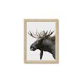 Picture of Moose _GroupedProduct_Rectangle_Portrait_Photography _GroupedProduct_Rectangle_Portrait_Framed_Matted_
