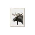 Picture of Moose _GroupedProduct_Rectangle_Portrait_Photography _GroupedProduct_Rectangle_Portrait_Framed_Matted_