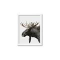Picture of Moose _GroupedProduct_Rectangle_Portrait_Photography _GroupedProduct_Rectangle_Portrait_Framed_Matted_