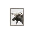 Picture of Moose _GroupedProduct_Rectangle_Portrait_Photography _GroupedProduct_Rectangle_Portrait_Framed_Matted_