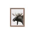 Picture of Moose _GroupedProduct_Rectangle_Portrait_Photography _GroupedProduct_Rectangle_Portrait_Framed_Matted_